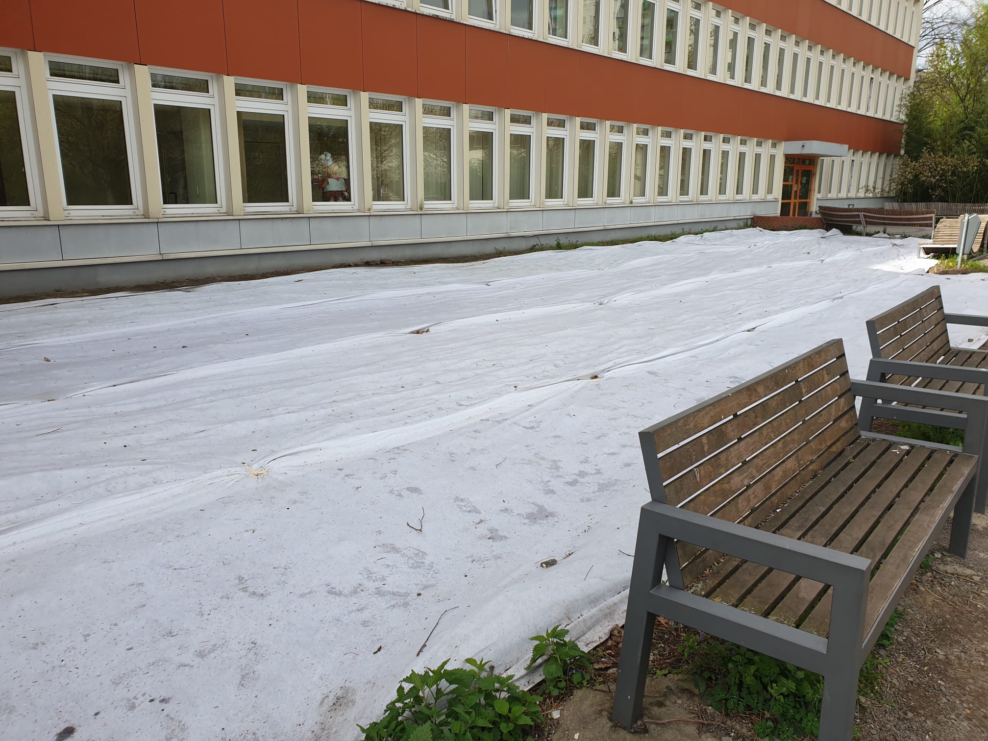 Entfernung des schönen Bambus für eine weiße Plane – was soll das? 